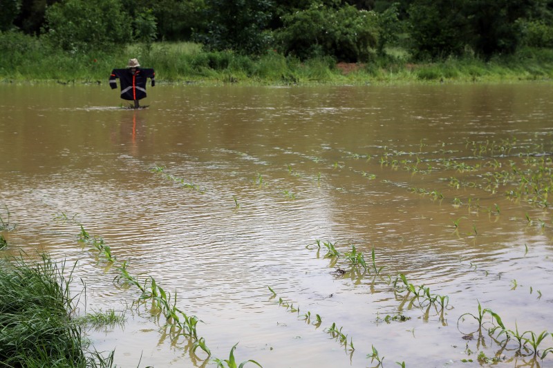 Inondations - grêle - Maïs - 01.jpg