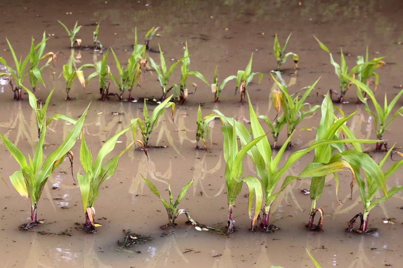 Inondations - Boue - Maïs_1.jpg