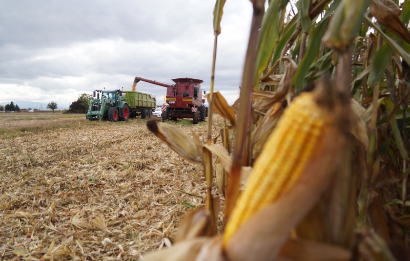 Récolte maïs grain 19101627.jpg