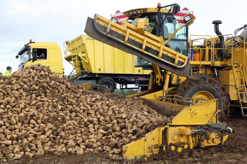 Chargement betteraves - 03.jpg