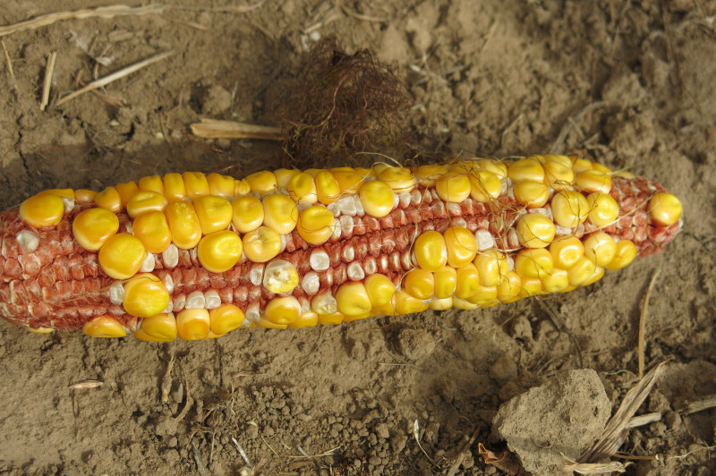 Pioneer-2019- (4).JPG