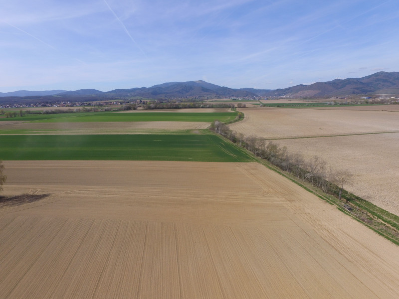 Drone semis betteraves 30031702.jpg