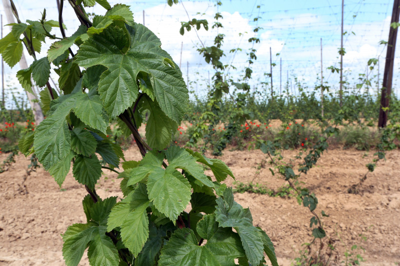 Tour de plaine - Houblon - 01.jpg