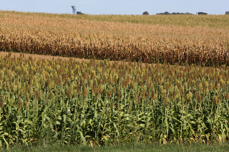 Kolb Thierry - Sorgho vs Maïs - 01.jpg