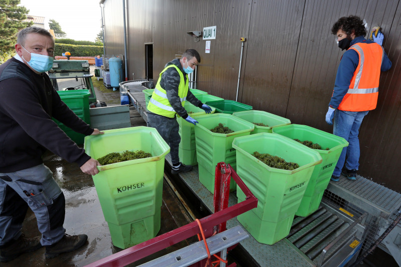 CV - Vendanges - Livraison raisins - 01 - Kohser Christian.jpg