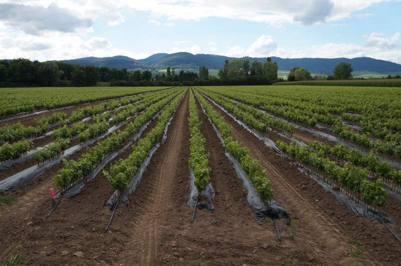 Pépinières Hebinger13.jpg