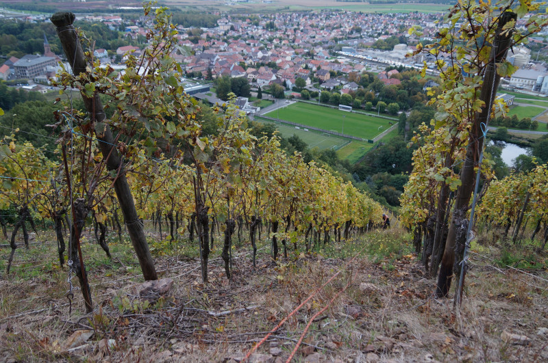 Vendanges au Rangen-7.jpg
