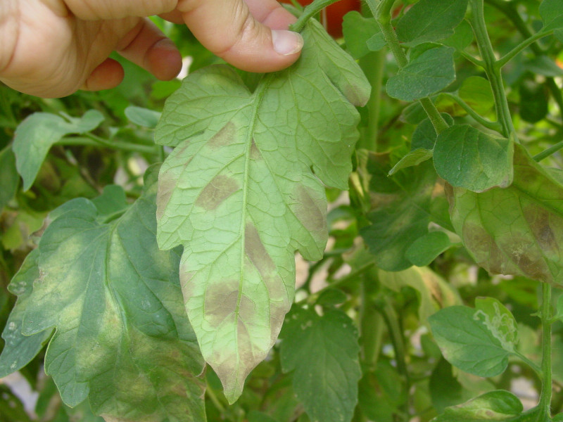 Resistom_cladosporiose_tomates_taches_feuille_protection_plantes_2023.JPG