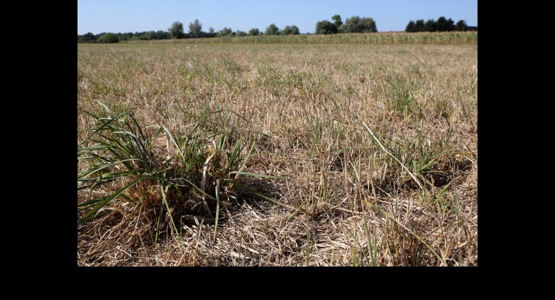 Sècheresse - Herbe - 01.jpg