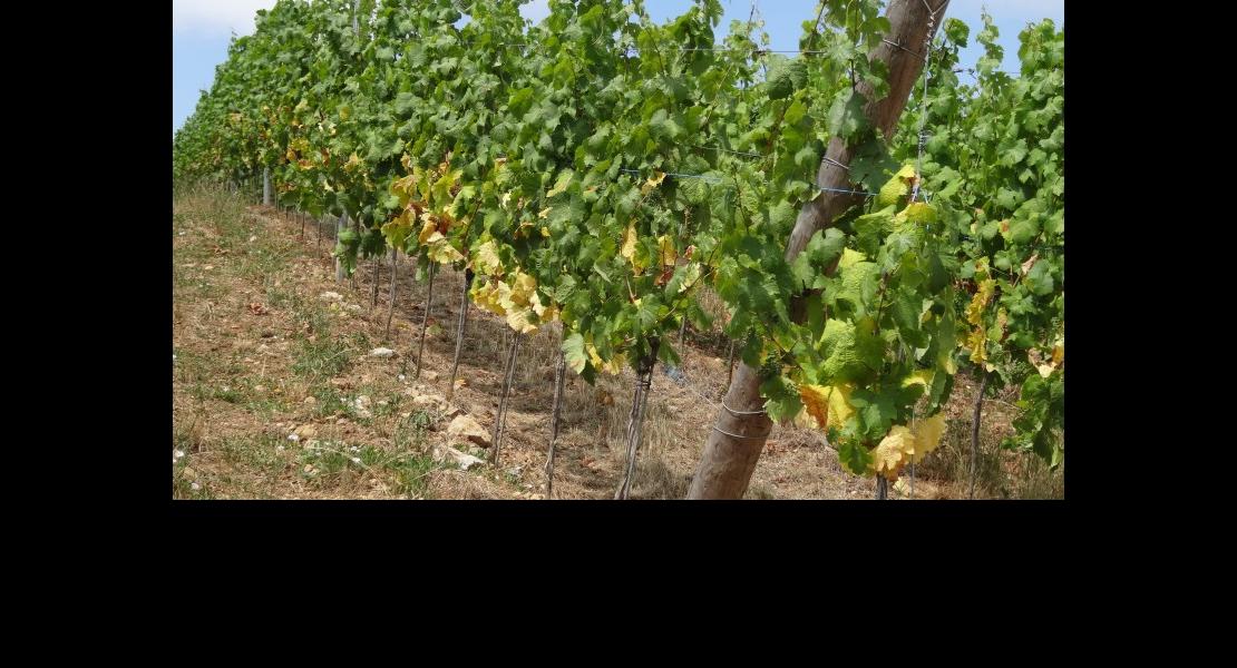 Sécheresse vigne
