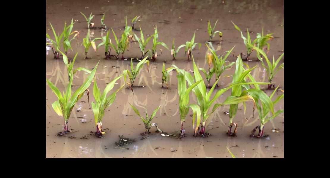 Inondations - Boue - Maïs_1.jpg