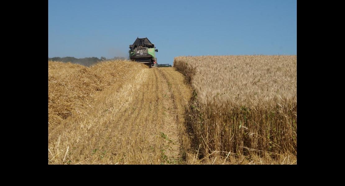 Moisson blé 20071605.jpg