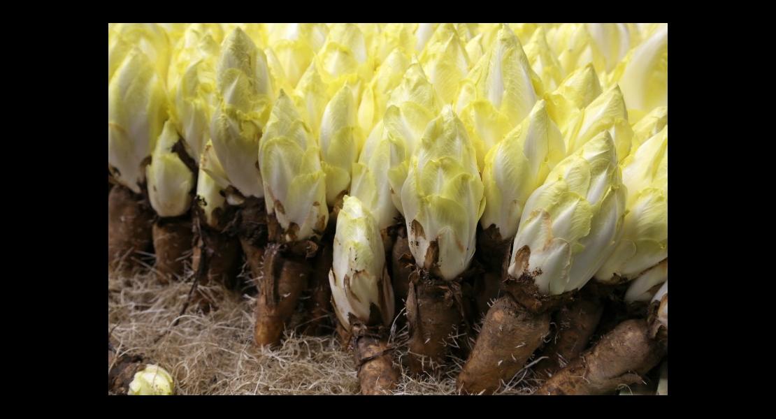 Endives - 09.jpg