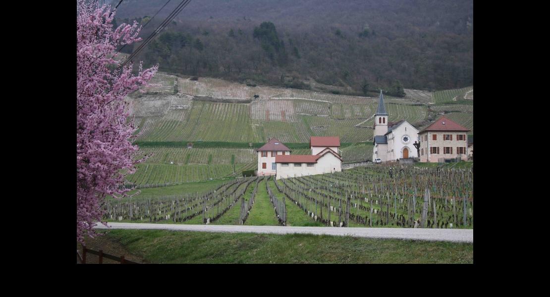 Vignoble de Savoie