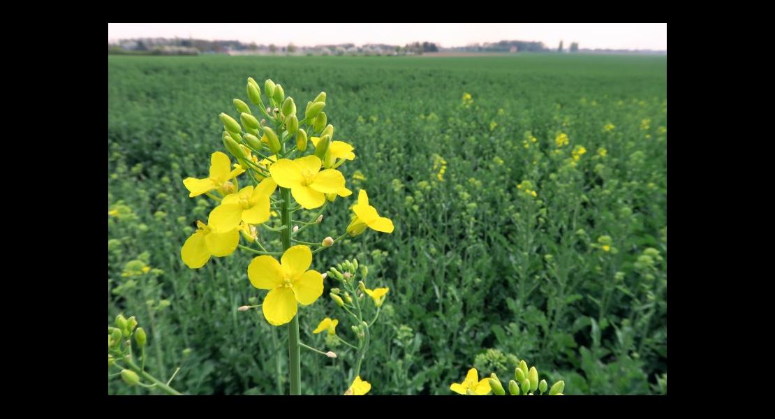 Colza - 02.jpg