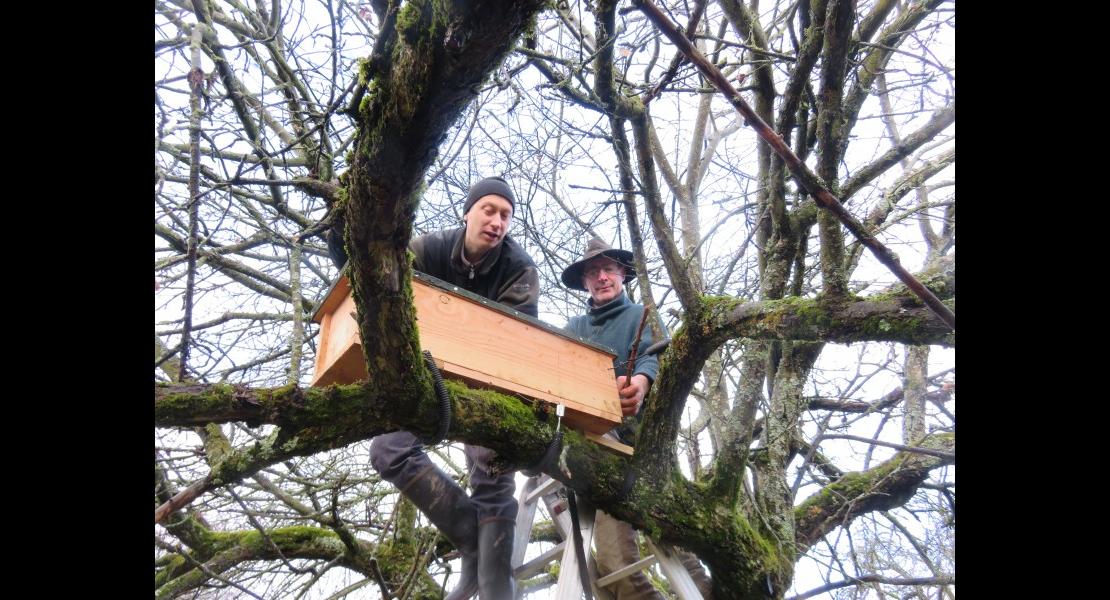 Nichoirs à chevêche