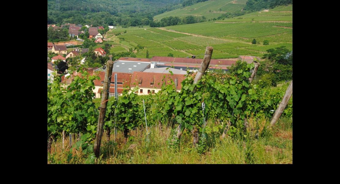 Réunion syndicat viticole