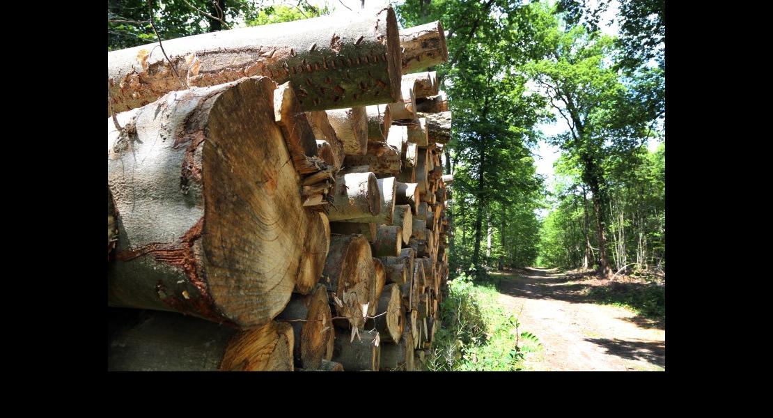 Bois - Forêt - 01.jpg