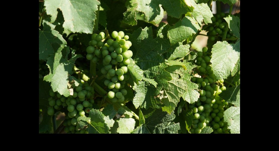 CAC otpi-conseil 060717DSC03359.JPG