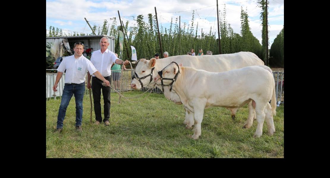 FDL - Concours charolais - 04 - Champ F.jpg