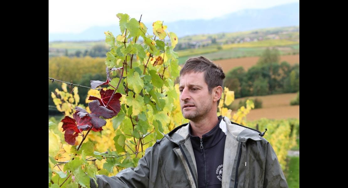 Recherche flavescence dorée - 03.jpg