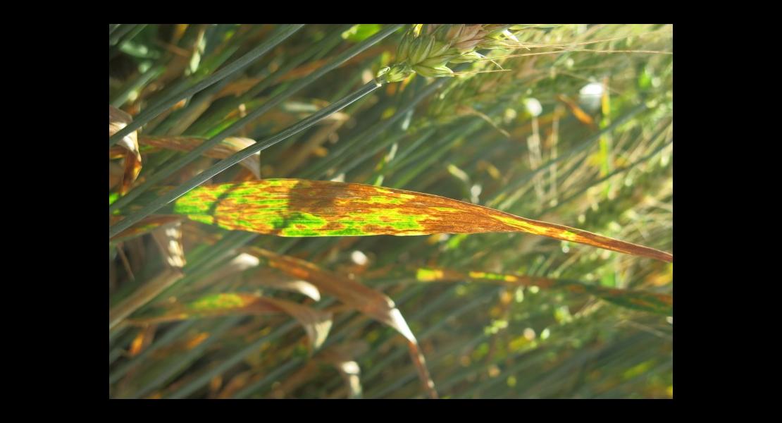 septoriose blé.JPG