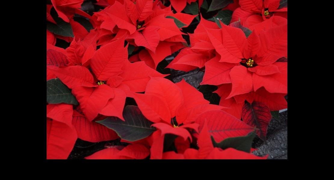 Etoiles Alsace38.jpg