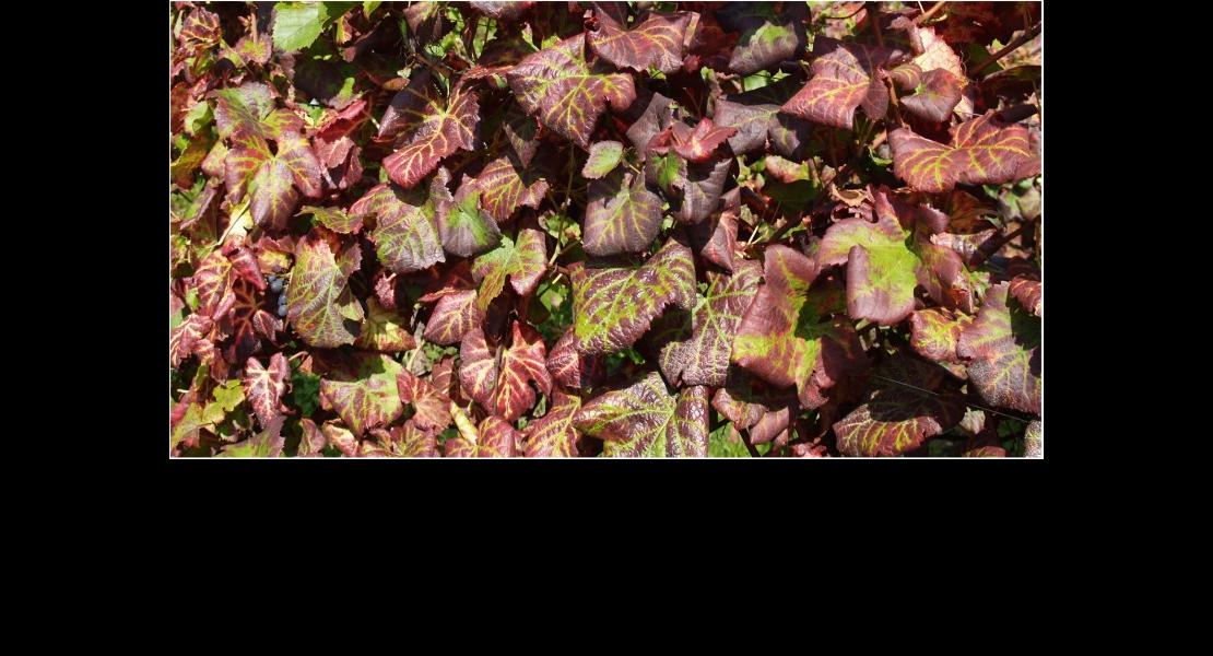Enroulement viral de la vigne