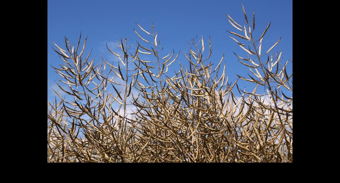 Tour de plaine - Colza_2.jpg