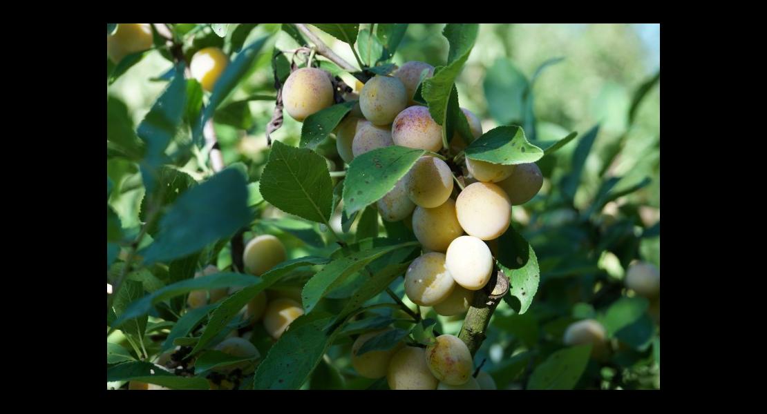 Mirabelles 26081644.jpg