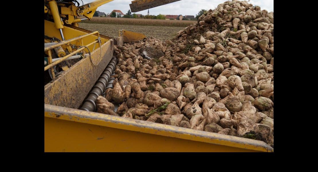 Récolte betteraves sucrières-50.jpg