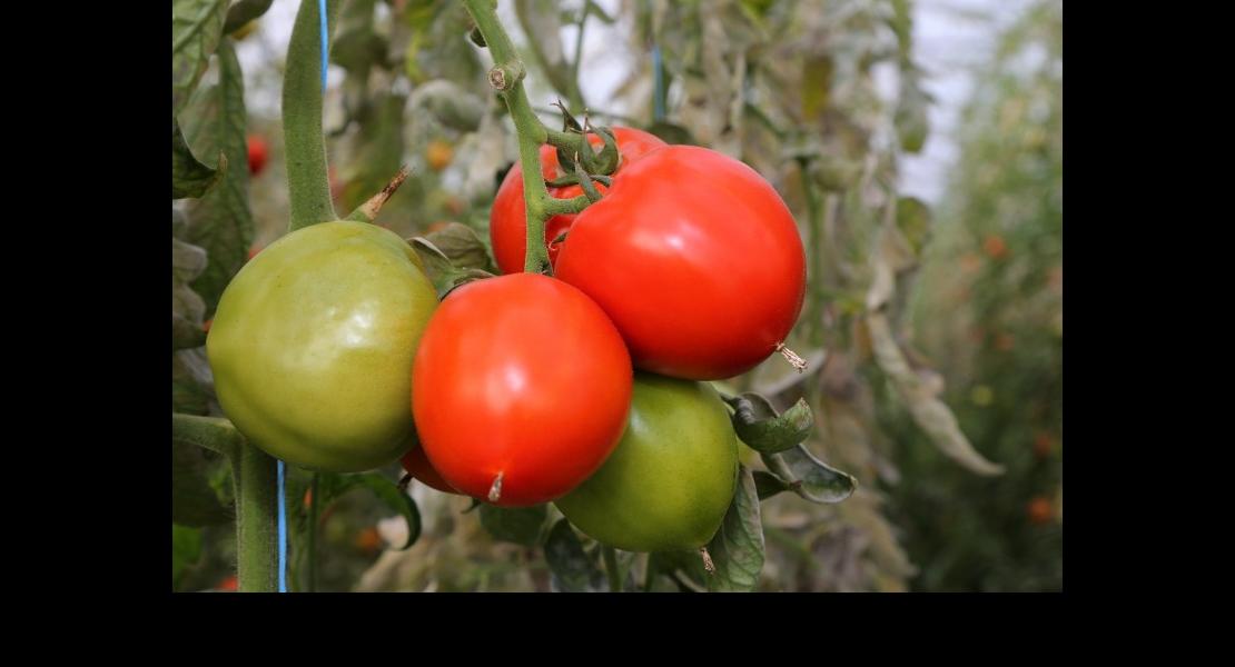 Tomates - 02.jpg