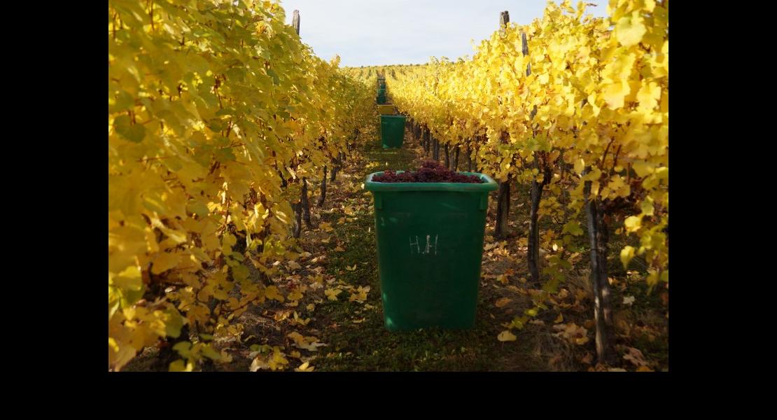 Vignoble automne 28101614.jpg