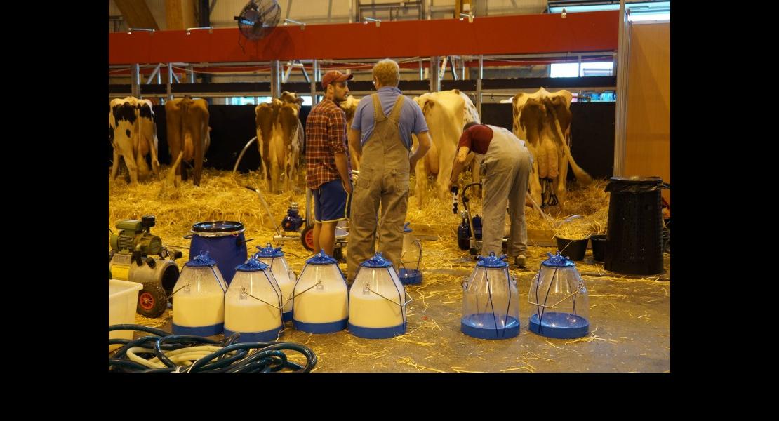 Confrontation Holstein32.jpg