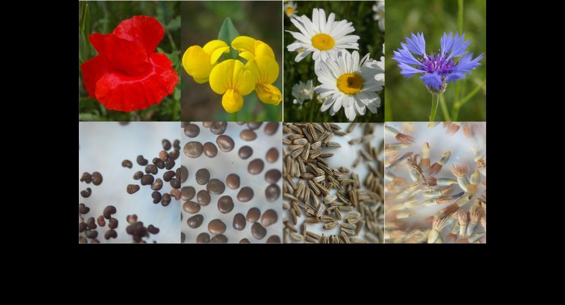 CV - Semences prairies