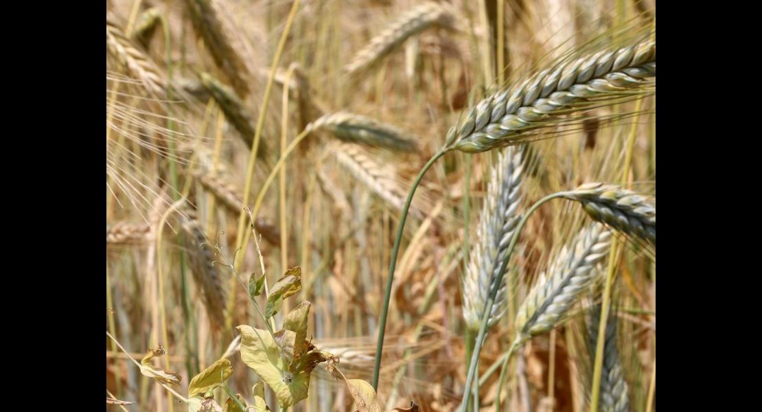 Vitrine Mommenheim - 18 - Meteil - Triticale - Poi