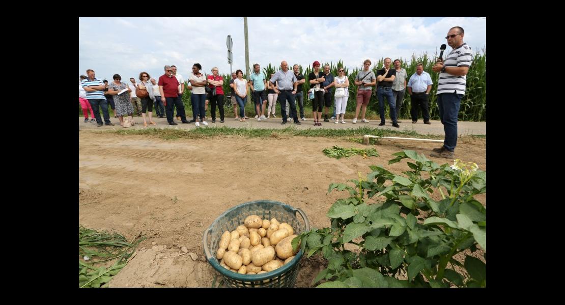 Lancement Pomme de terre - 02.jpg