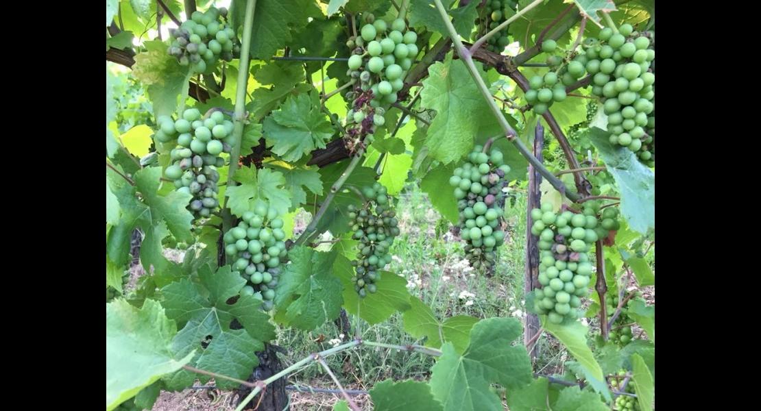 Eclaircissage au rot gris
