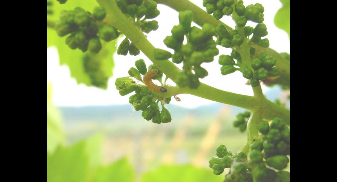 Ver de grappe Cochylis