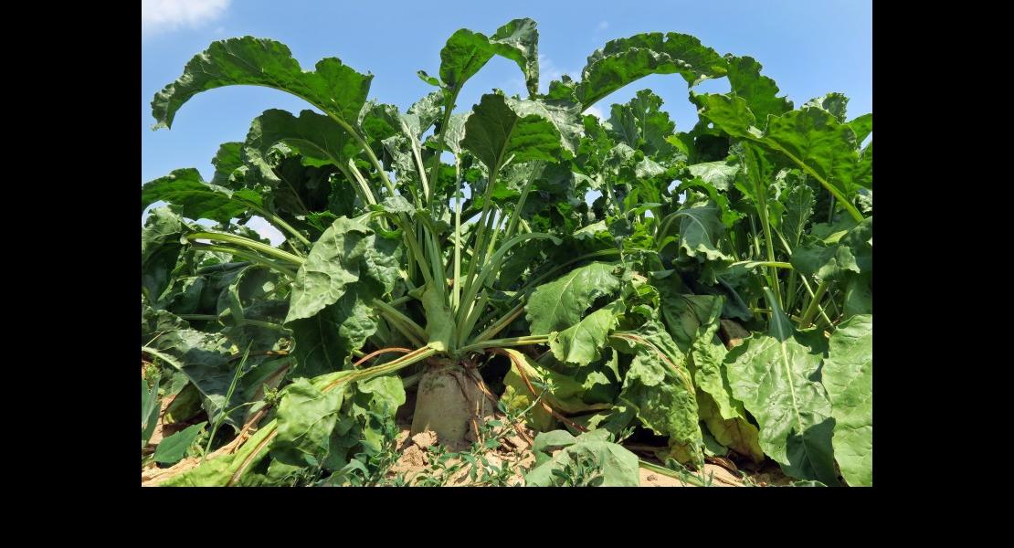 Tour de plaine - Betteraves.jpg