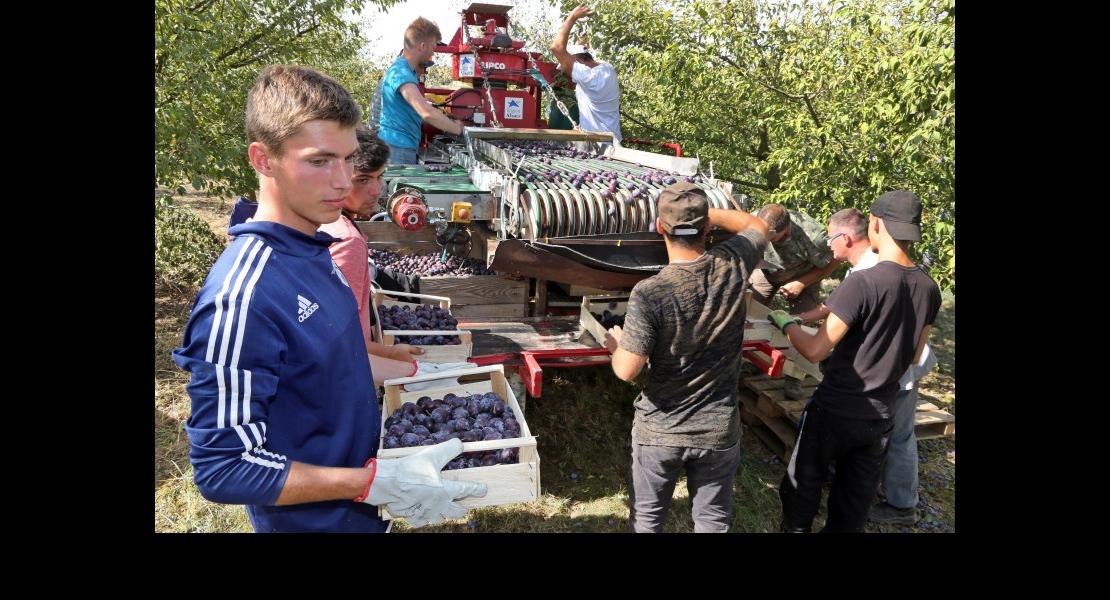 Lancement Quetsche - Pomme - 08.jpg