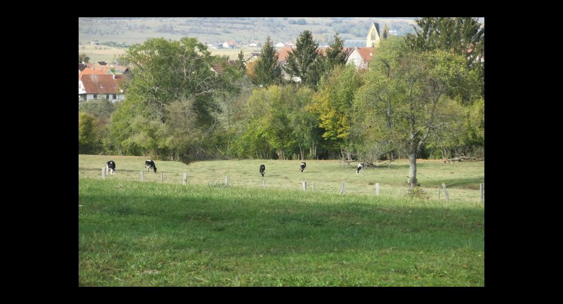 Pré-verger- (3).JPG