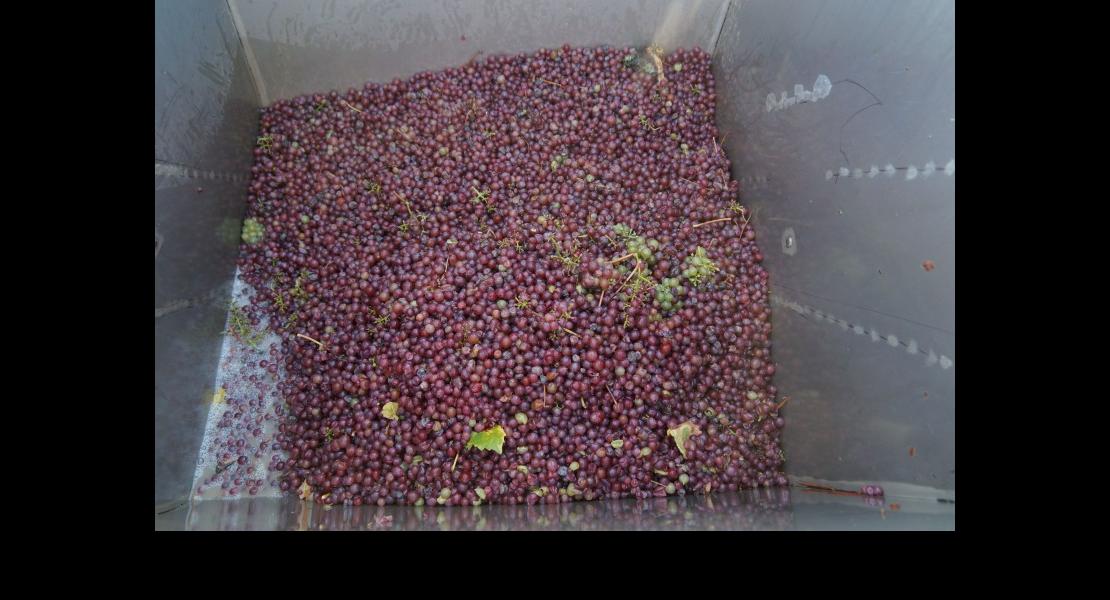 Vendangeuse sur chenilles Hoffmann 22101616.jpg