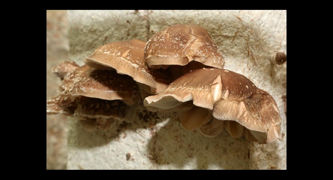 Lancement champignons - 09 - Lentin dechêne ou Shi