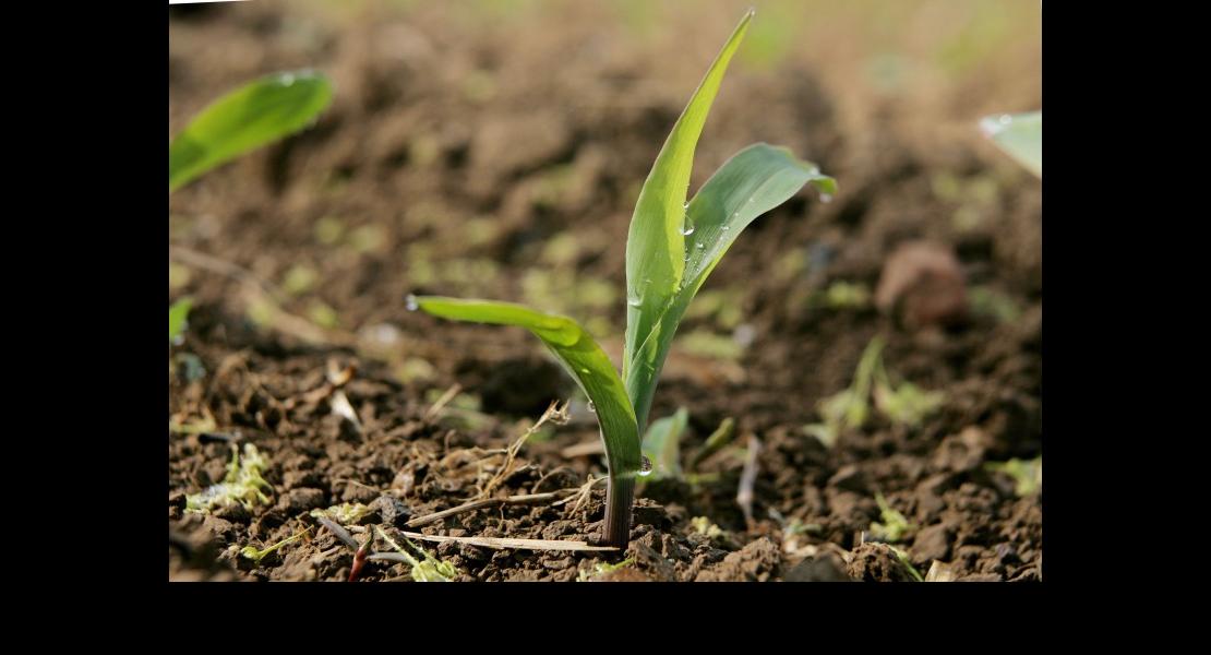 Mais jeune plant.jpg