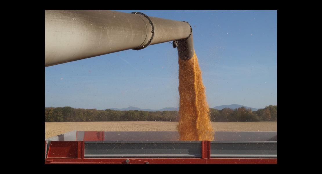 récolte maïs 191017DSC03602.JPG