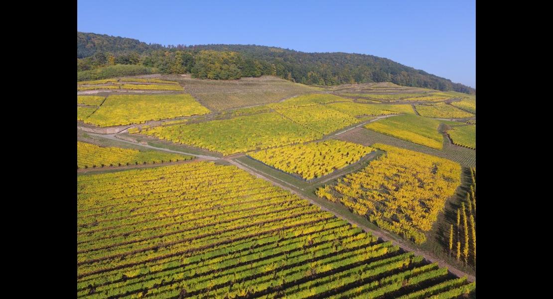 Drone vignes 27101606.jpg