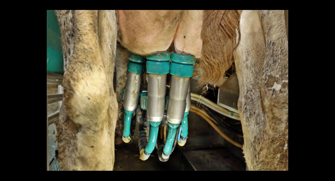 Robot de traite GEA - 05.jpg