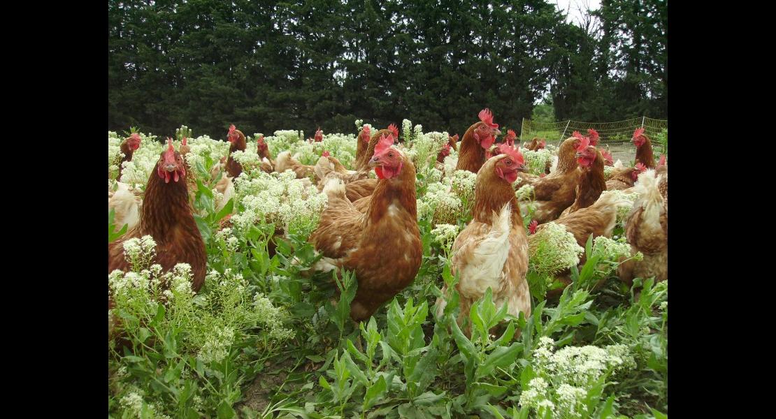 Poules%20pondeuses.jpg