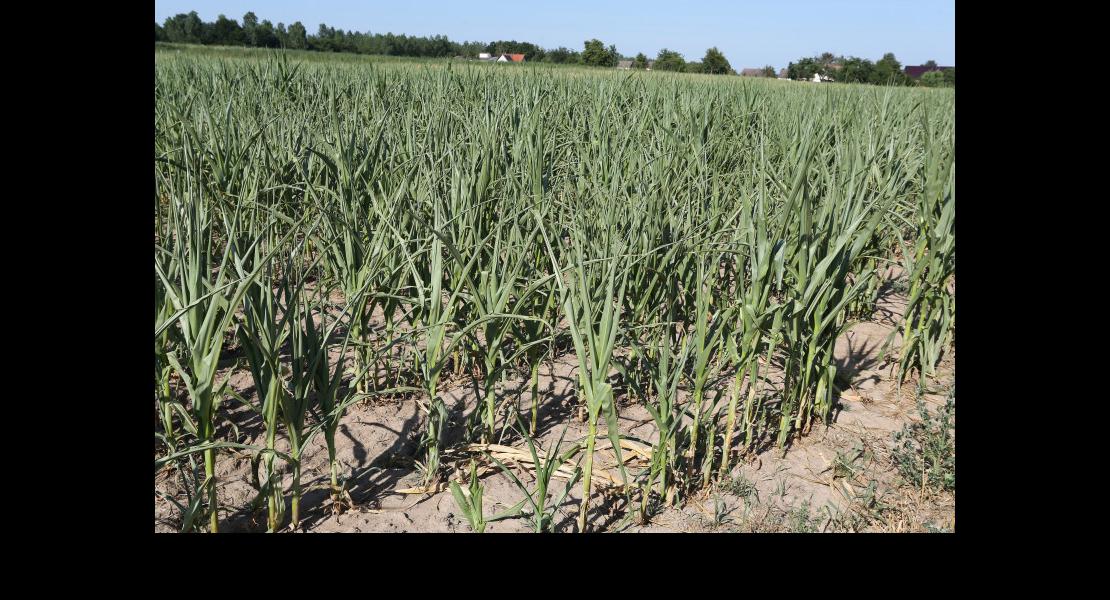 Sortie sécheresse - 07 - maïs.jpg